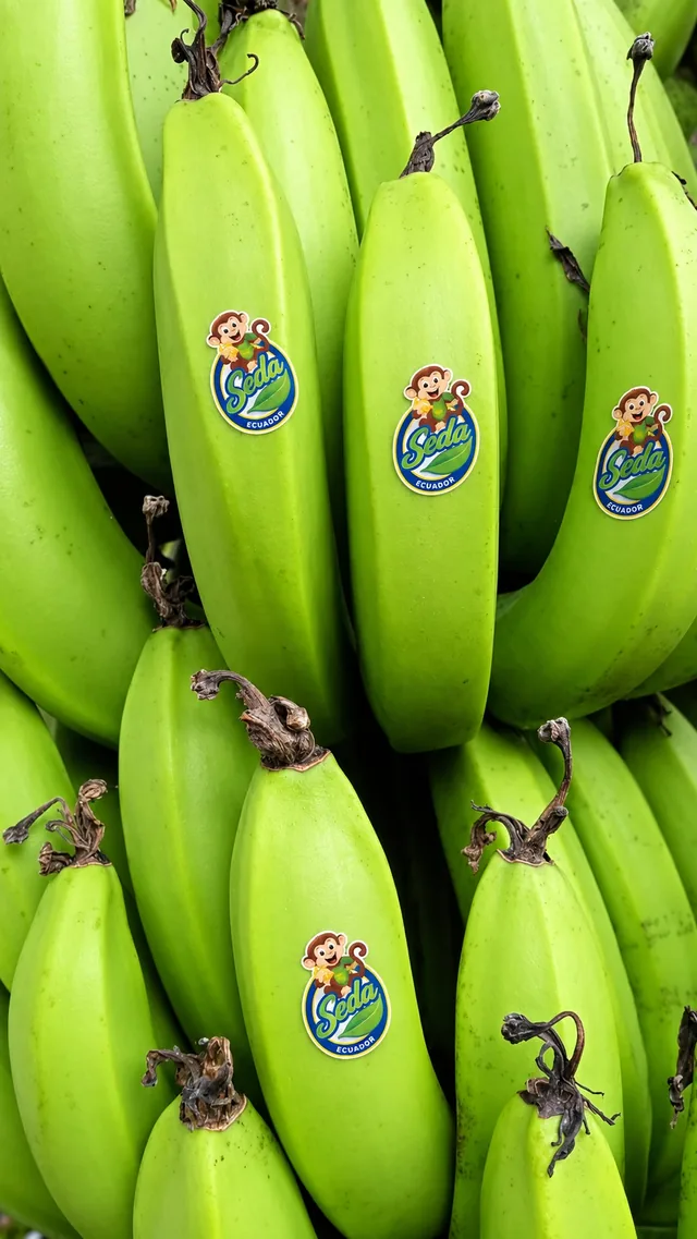 Racimos de plátano verde con etiquetas SEDA